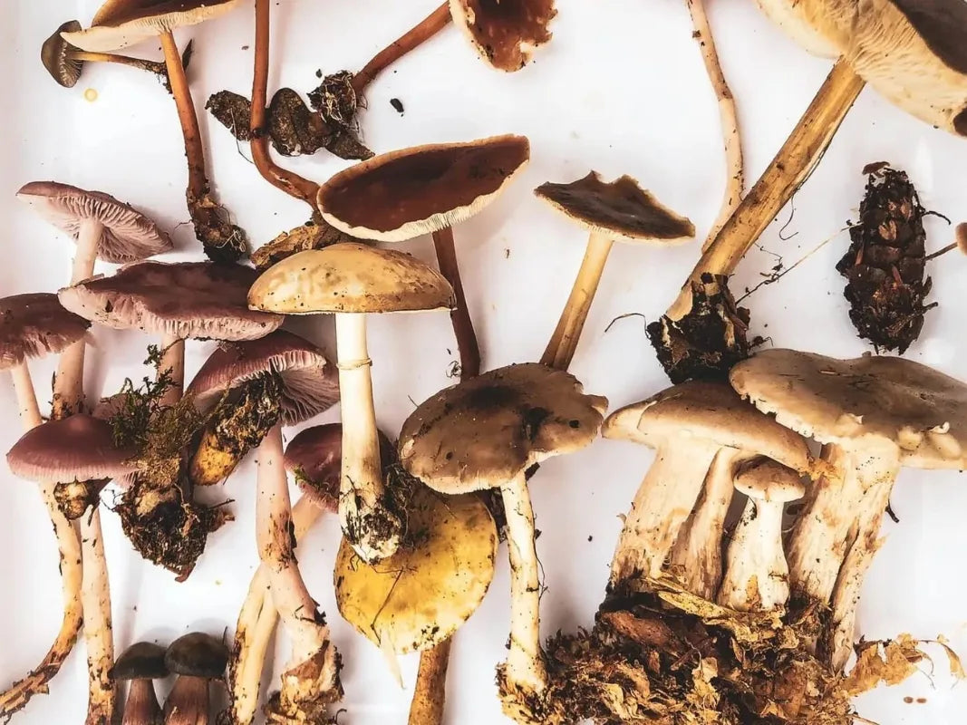 Auf weißem Hintergrund sind verschiedene Wildpilze mit Stiel und Hut abgebildet - ideal für alle, die Pilze bestimmen oder in einem Pilzseminar der Wohllebens Waldakademie essbare Pilze erkunden wollen.