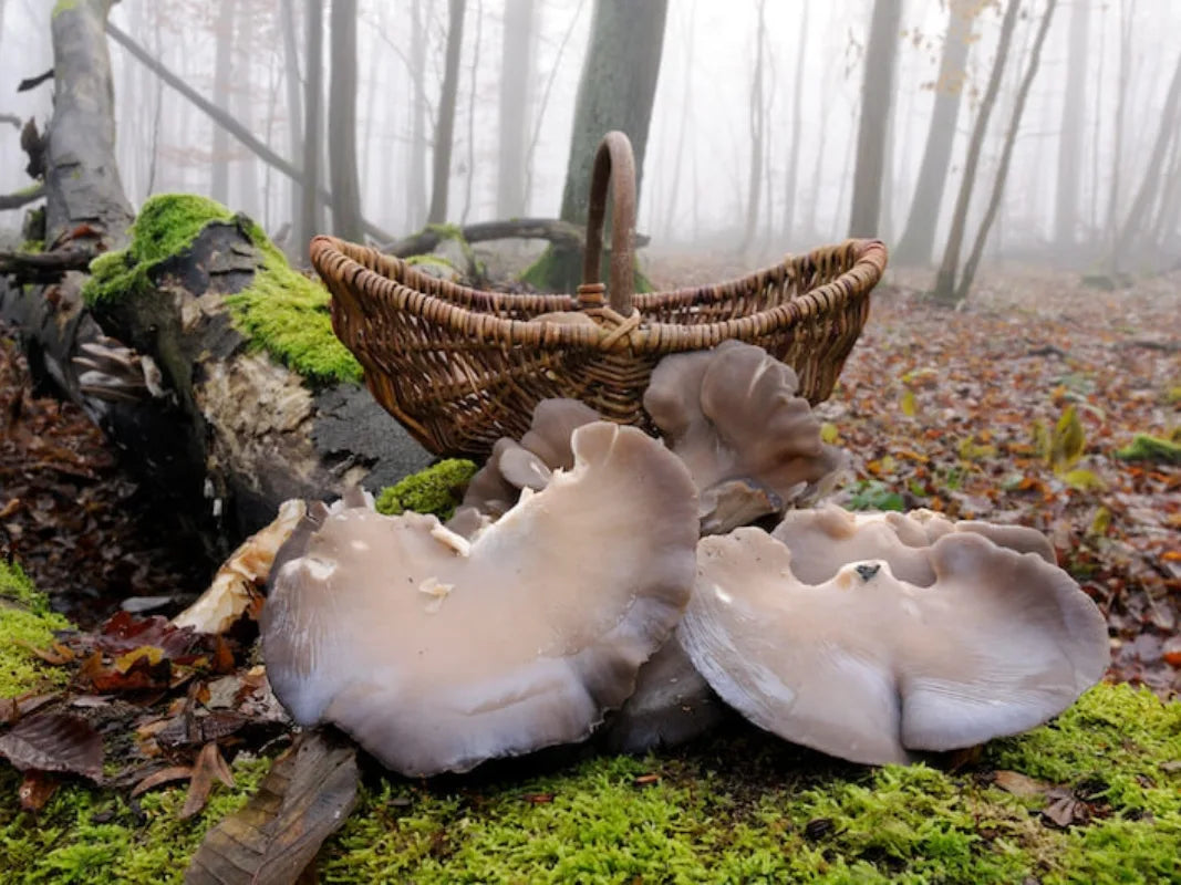 Ein Korb mit großen, essbaren Pilzen aus Wohllebens Waldakademie ruht auf moosigem Boden in einem nebligen Wald - ideal für die Pilzbestimmung oder die Teilnahme an einem Pilzseminar.