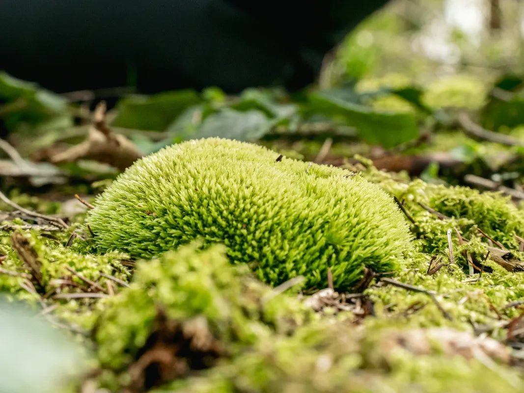 Nahaufnahme von üppig grünem Moos auf dem Waldboden, ideal zur Pflanzenbestimmung und zum Entdecken der botanischen Artenvielfalt in einem Wohllebens Waldakademie Seminar Eifel, umgeben von Blättern und Zweigen.