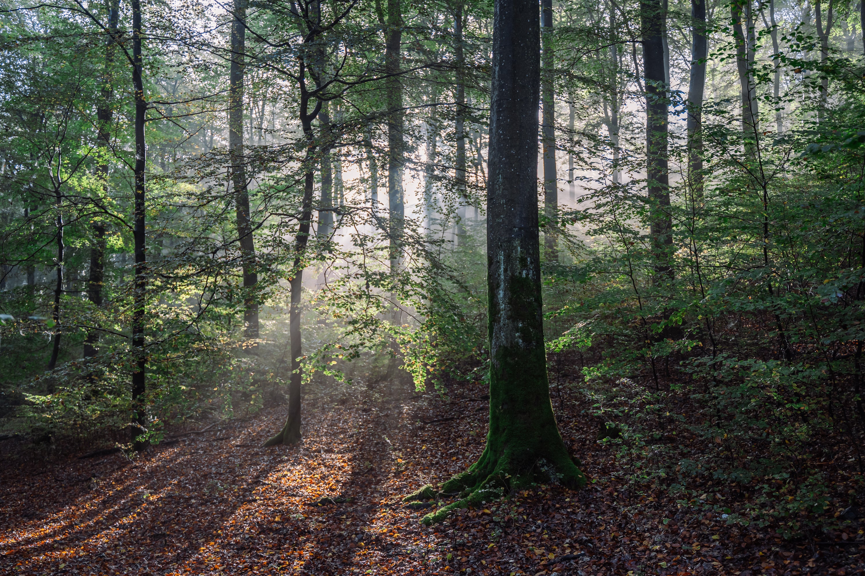 Das Sonnenlicht strömt durch dichte Baumriesen im Waldgebiet Vulkaneifel und wirft lange Schatten auf den laubbedeckten Boden der Waldakademie Wohllebens.