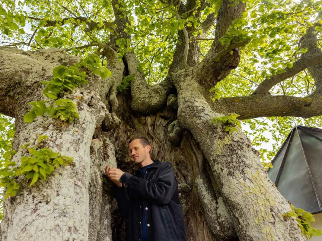 Ein Mann in schwarzer Jacke steht an einem großen, alten Stadtbaum mit grünen Blättern und strukturierter Rinde, der den Charme von Stadtgrün zeigt, der auf Wohllebens Waldakademie Stadtführung Bonn oft erkundet wird.