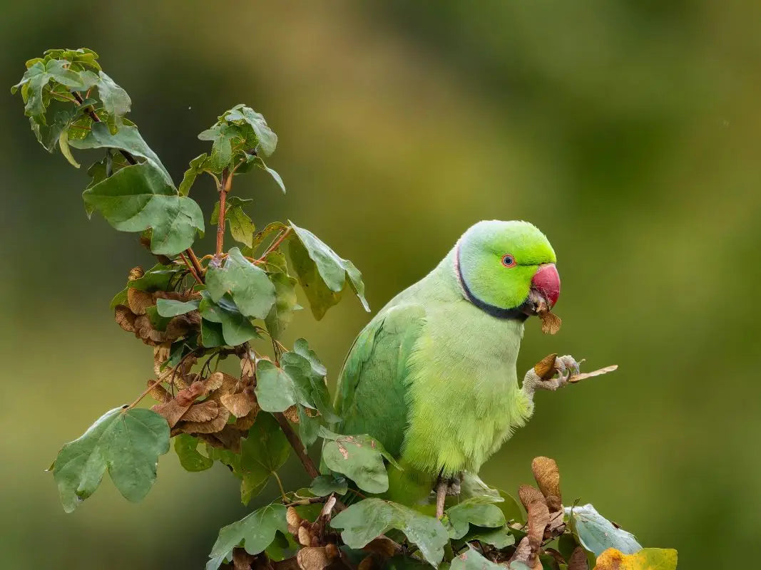 Ein grüner Papagei mit rotem Schnabel hockt auf einem belaubten Ast und hält ein Blatt in der Kralle - eine bezaubernde Szene für Vogelliebhaber in Köln, wunderschön eingefangen von Antonia Coenen für Wohllebens Waldakademie.