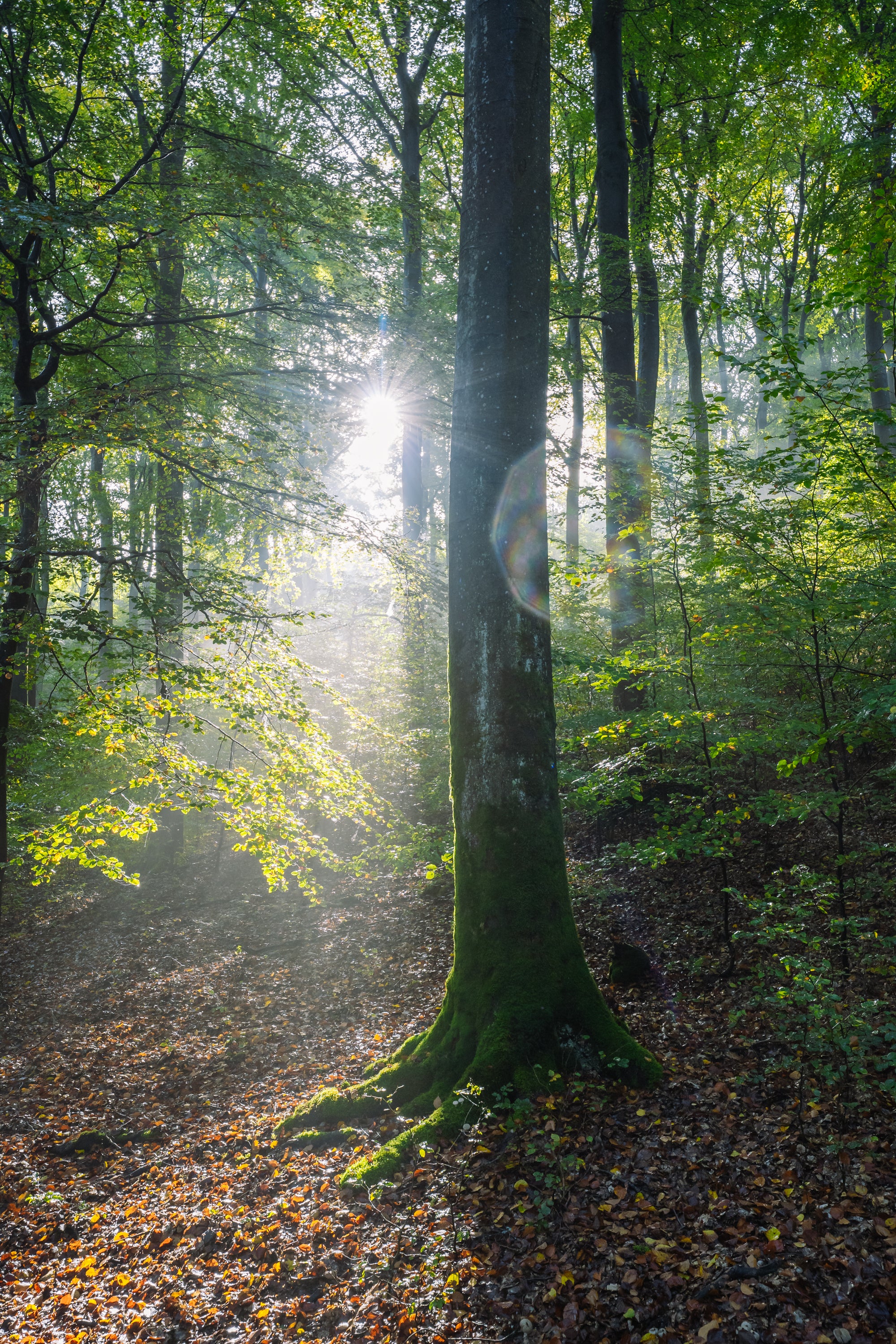 Das Sonnenlicht strömt durch das Waldgebiet Vulkaneifel und beleuchtet Baumriesen und heruntergefallenes Laub im Wald - eine magische Szene, die mit Wohllebens Waldakademie erkundet wird.