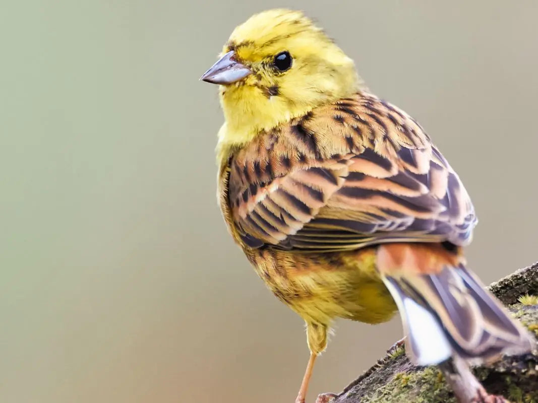 Vogelbestimmung für Einsteiger: Eintägiger Kurs in der Eifel