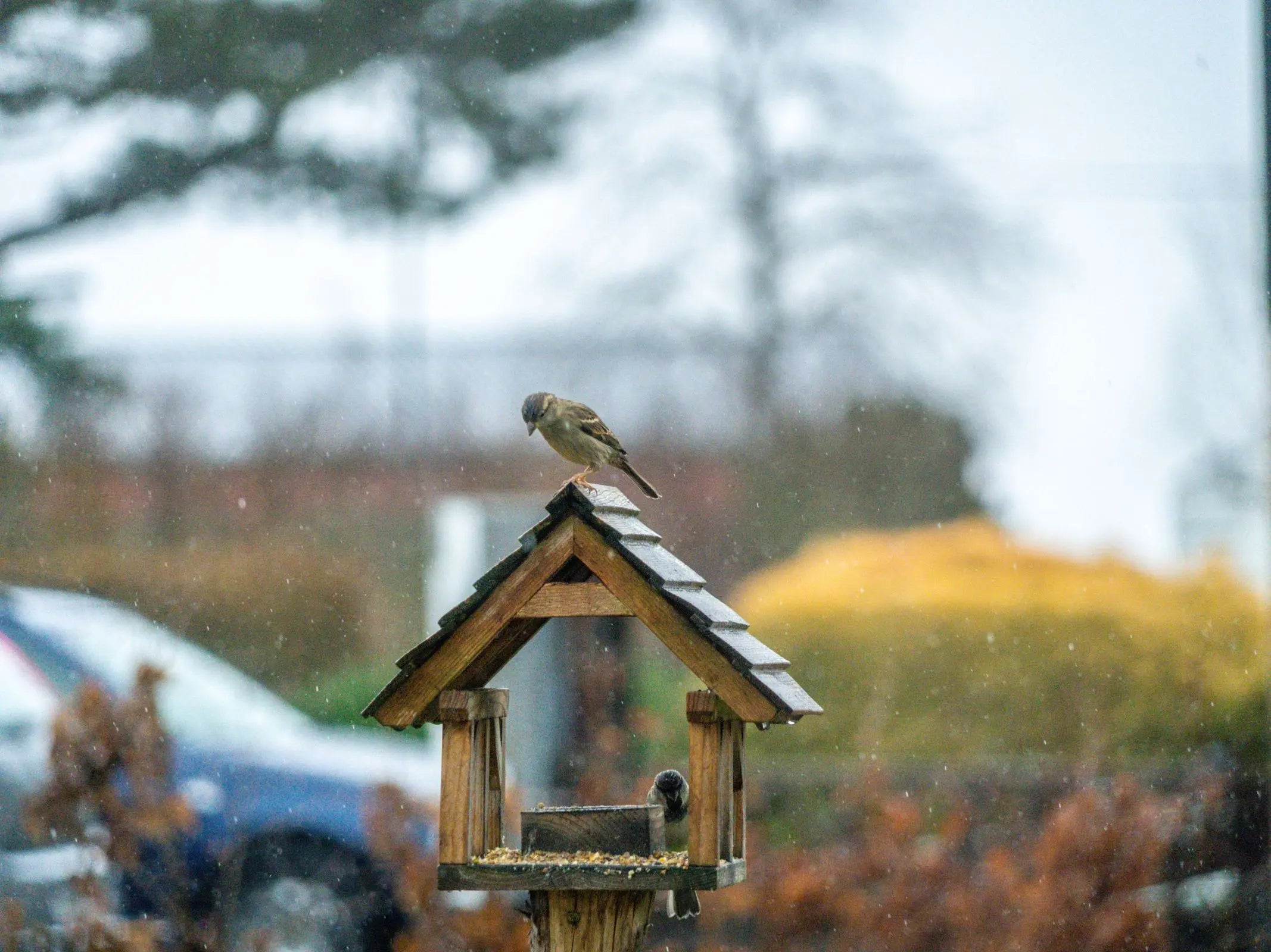 Vogelschutz-Crashkurs