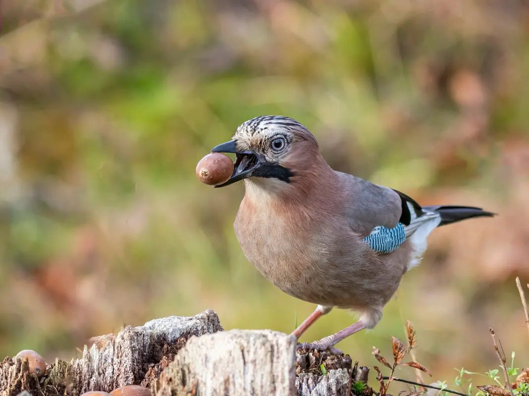 Die faszinierende Welt der Vögel - 3-tägig