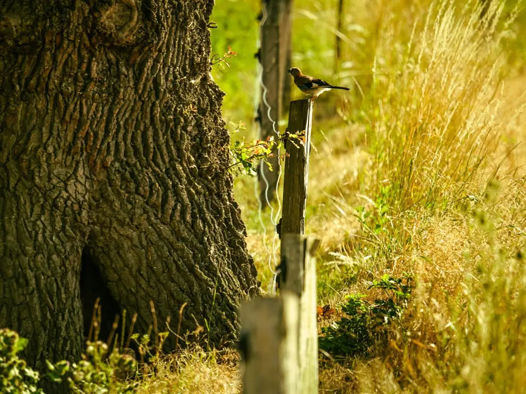 Ein kleiner Vogel sitzt auf einem Zaun neben einem großen Baumstamm inmitten von hohem, sonnenbeschienenem Gras - perfekt für Vogelbeobachtung und Naturerlebnis während Ihrer Vogel-Wanderung Eifel mit Wohllebens Waldakademie.