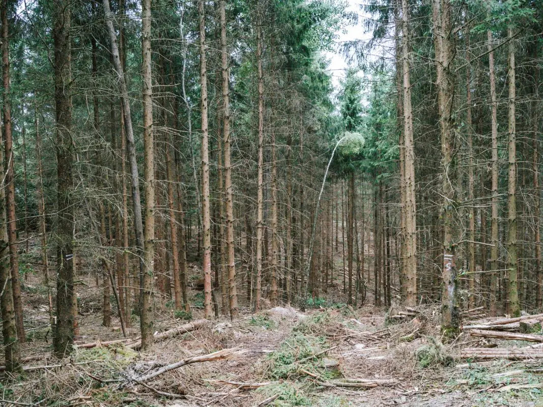 Tages-Workshop: Wald im Klimawandel