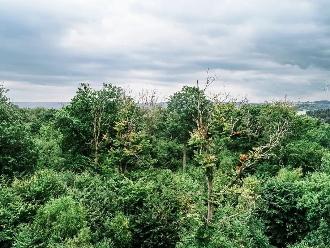 Tages-Workshop: Wald im Klimawandel
