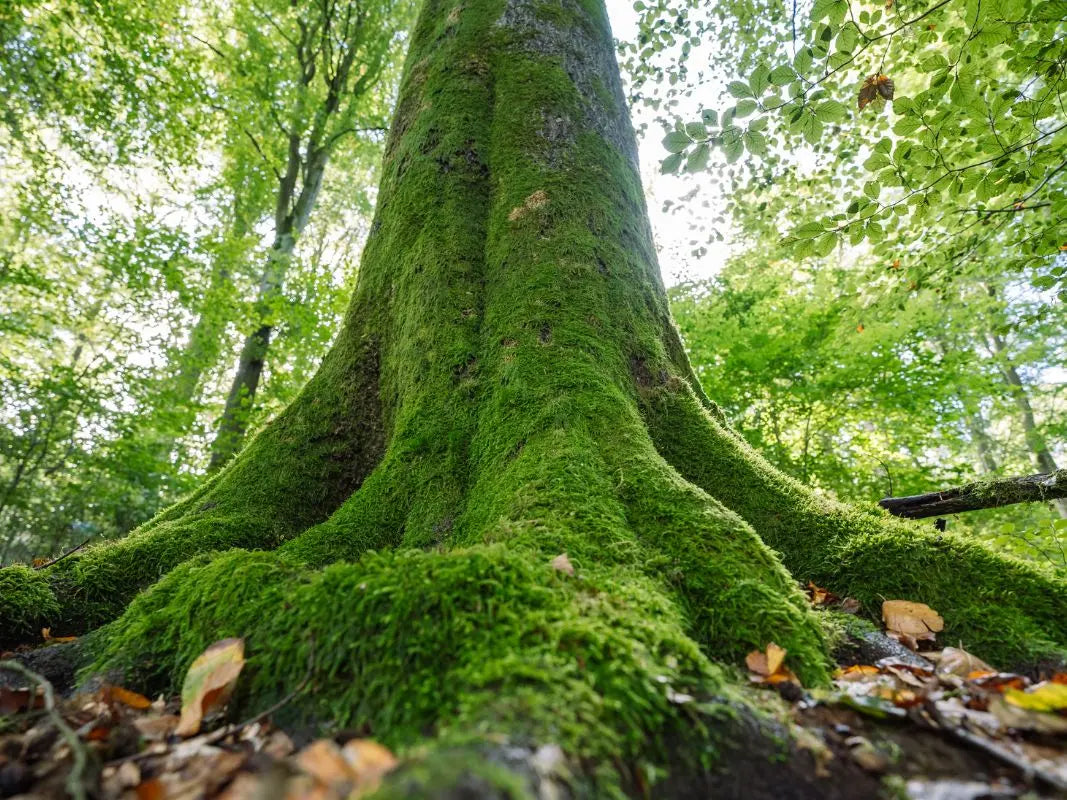 Waldwende: Wie retten wir den Wald? - 3-tägig