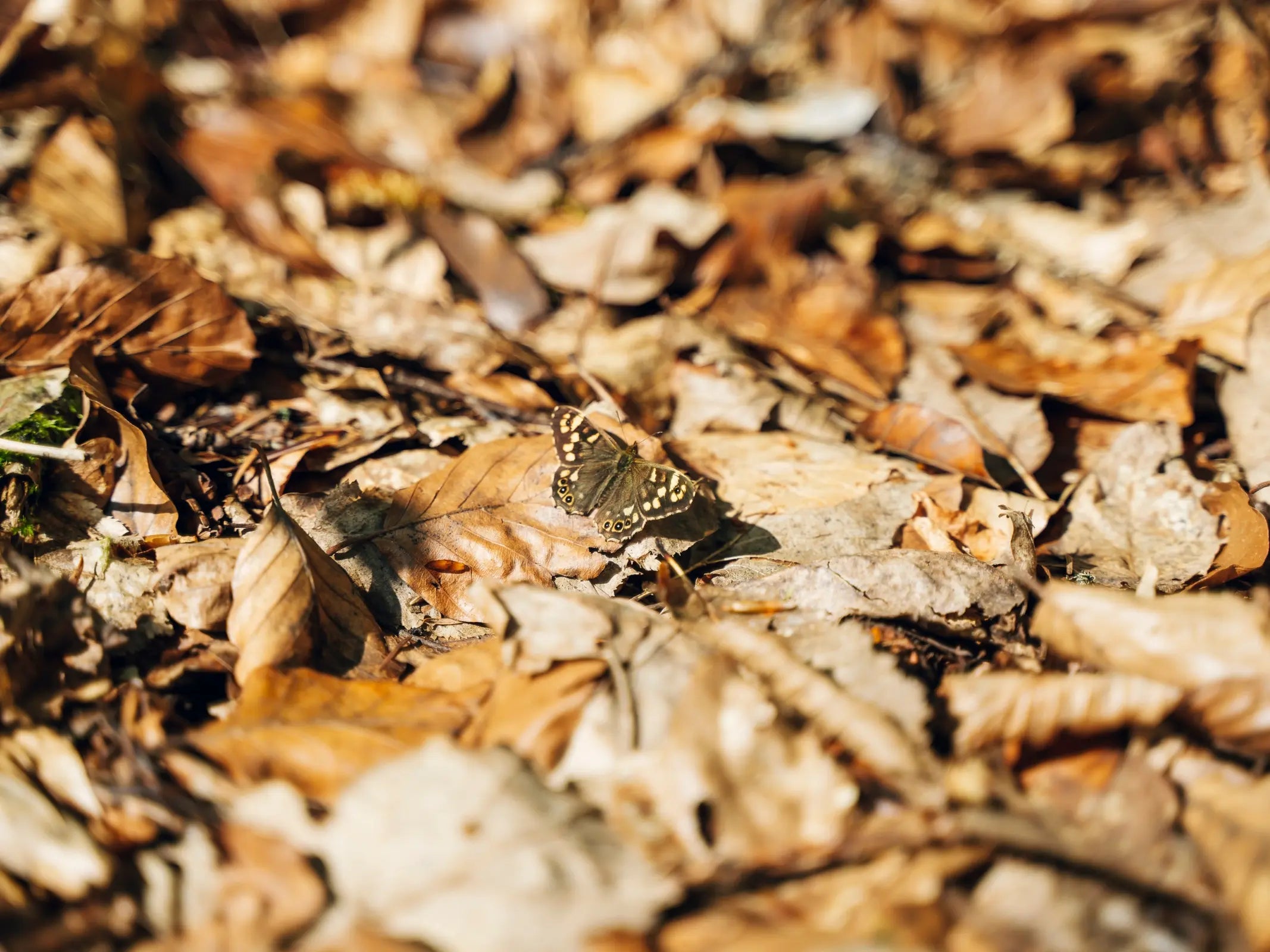 Ein brauner Schmetterling mit gefleckten Flügeln ruht auf herbstlichem Laub und lädt dazu ein, die Sinne zu nutzen und die Entschleunigung beim Waldbaden in der Eifel mit Wohllebens Waldakademie zu umarmen.