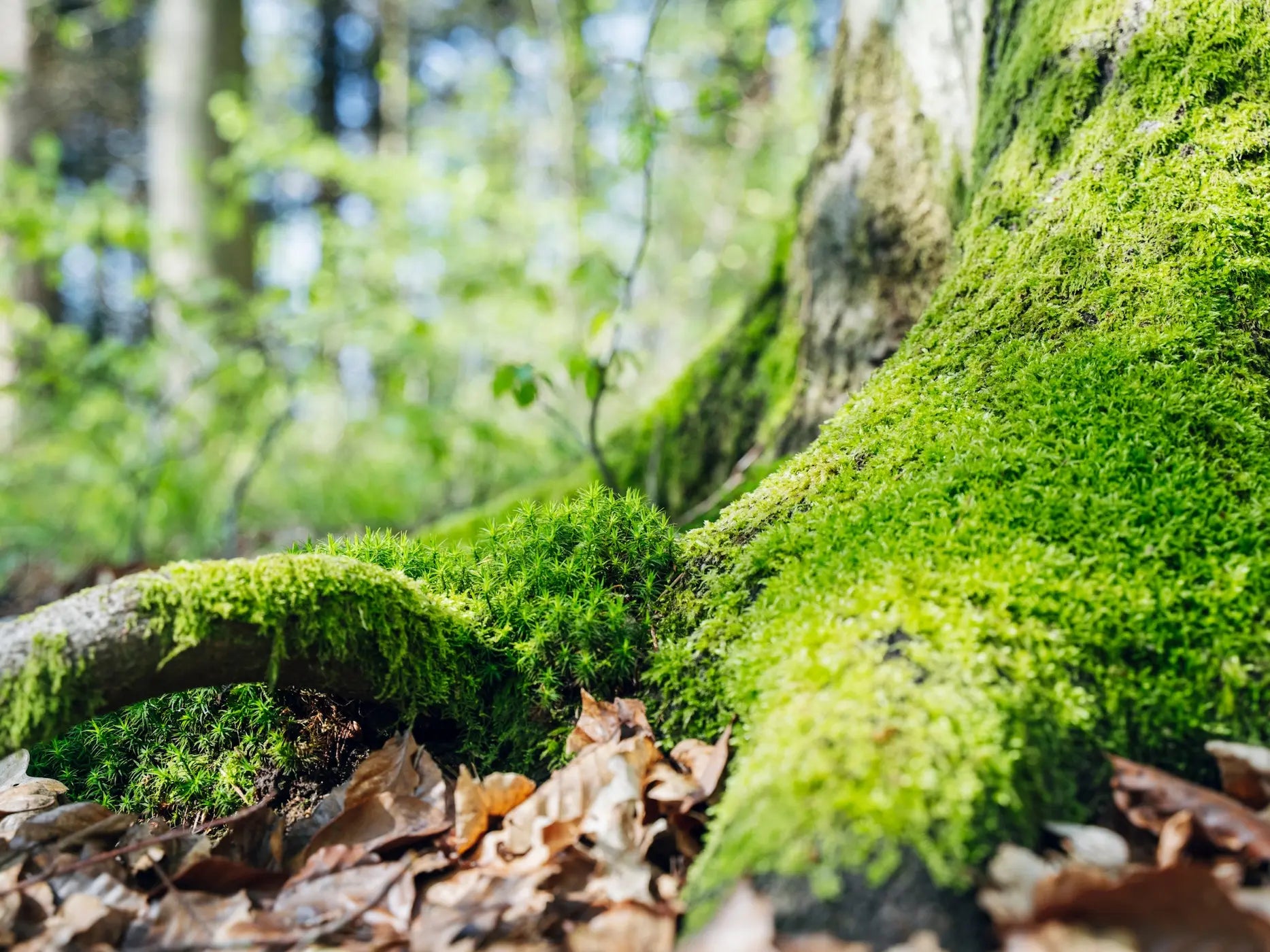 Leuchtend grünes Moos bedeckt einen Baumstamm und den Waldboden inmitten von sonnenbeschienenen Blättern - ideal für das Waldbaden Eifel von Wohllebens Waldakademie und Entschleunigung, das dazu einlädt, die Sinne zu nutzen und sich mit der Natur zu verbinden.