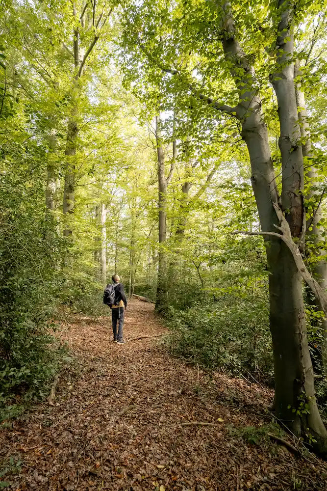 Ein Mensch spaziert allein auf einem belaubten Weg im Urwald Kammerberg, umgeben von alten Buchen und Eichen, das Sonnenlicht dringt durch die Blätter - ein Erlebnis aus Wohllebens Waldakademie.