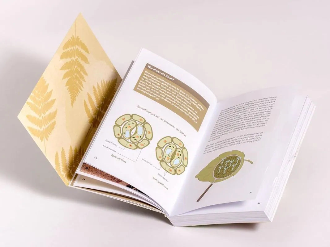 Aufklappbares Wissenschaftsbuch mit farngemustertem Einband von Wohllebens Waldakademie, das mit botanischen Abbildungen und Texten zum Entdecken von Waldgeheimnissen und der faszinierenden Welt der Bäume einlädt.