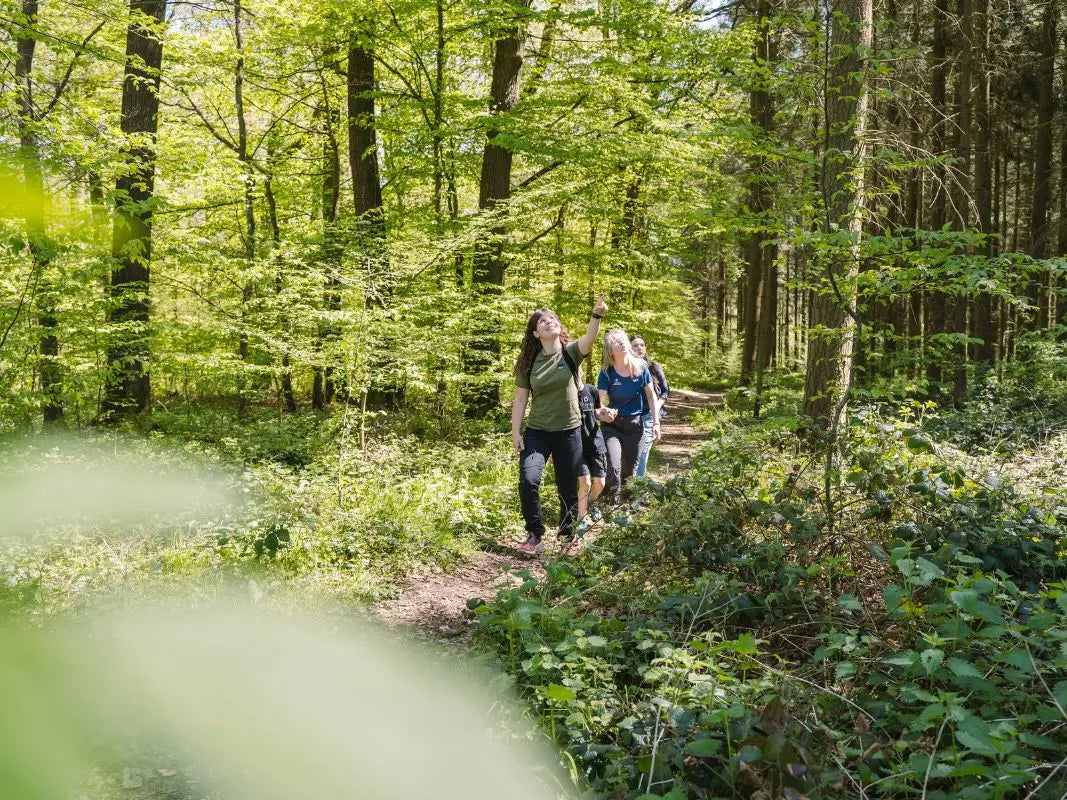 Drei Personen wandern auf einem sonnenbeschienenen Waldweg, umgeben von üppigem Grün - eine inspirierende Szene für Fans der Naturpädagogik und alle, die sich für Wohllebens Waldakademie interessieren.
