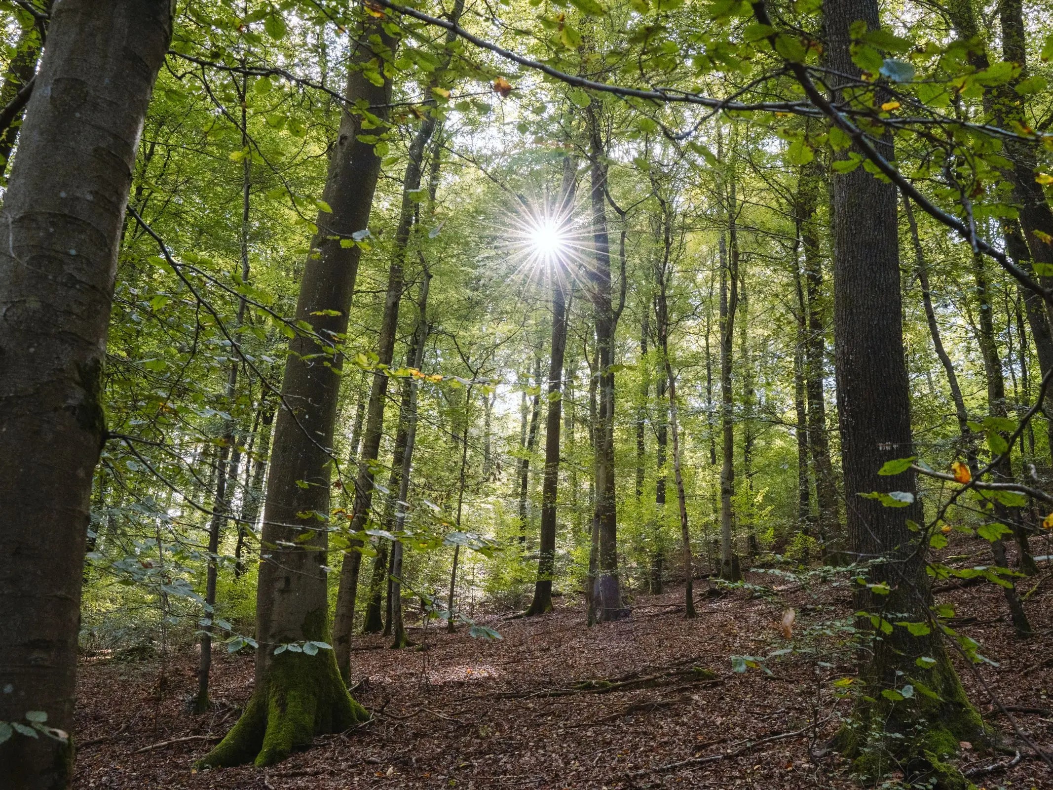 Waldwanderung mit allen Sinnen