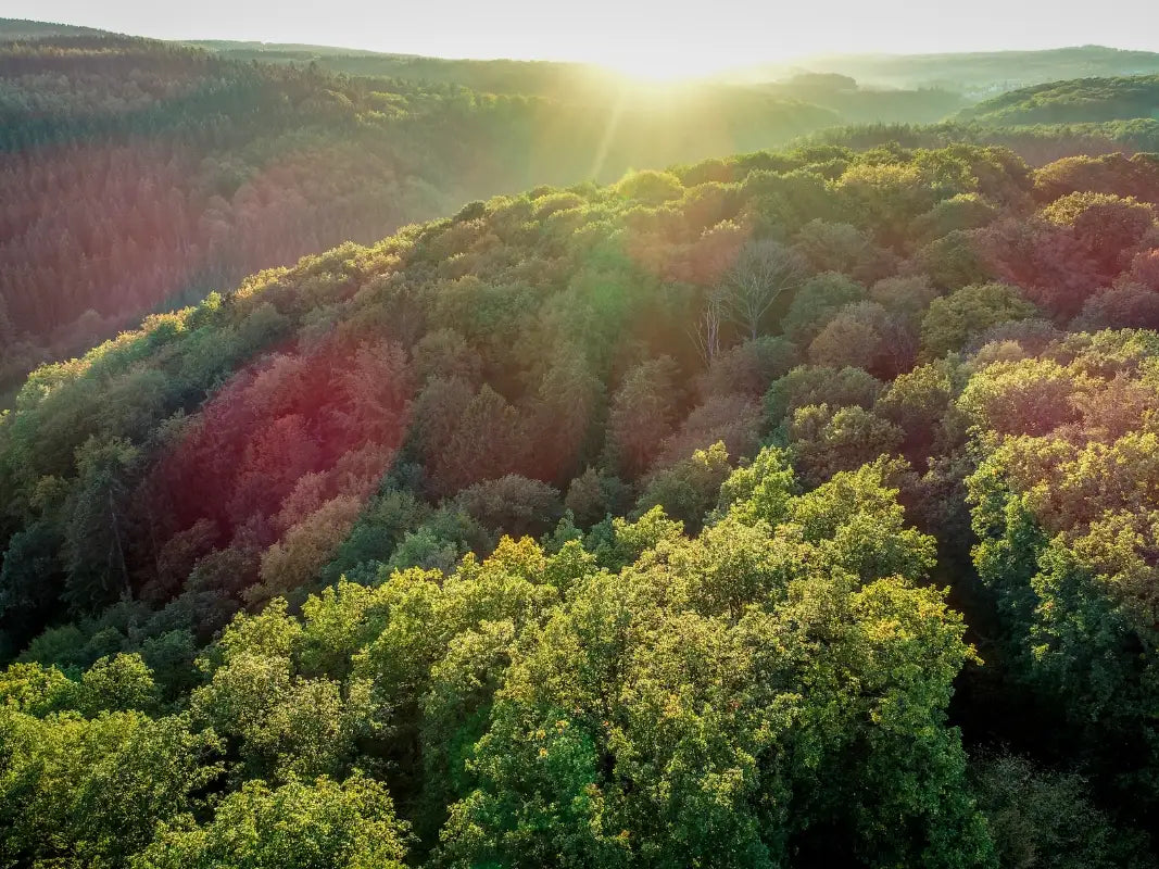 Luftaufnahme eines üppig grünen Waldes bei Sonnenaufgang, wobei das Sonnenlicht die Biodiversität und die Bedeutung der nachhaltigen Waldbewirtschaftung hervorhebt, inspiriert von der Wohllebens Waldakademie.