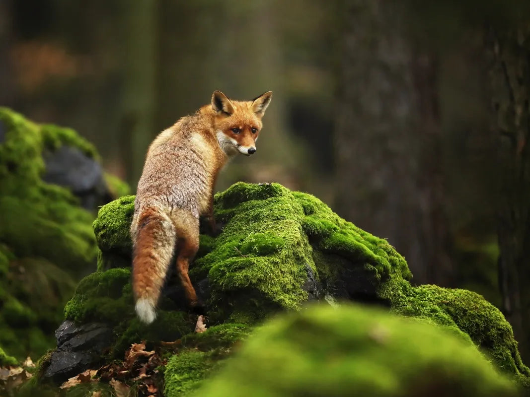 Ein Rotfuchs aus der Sammlung Waldtiere der Waldakademie Wohllebens steht auf moosbewachsenen Felsen im Wald und blickt über seine Schulter zurück.