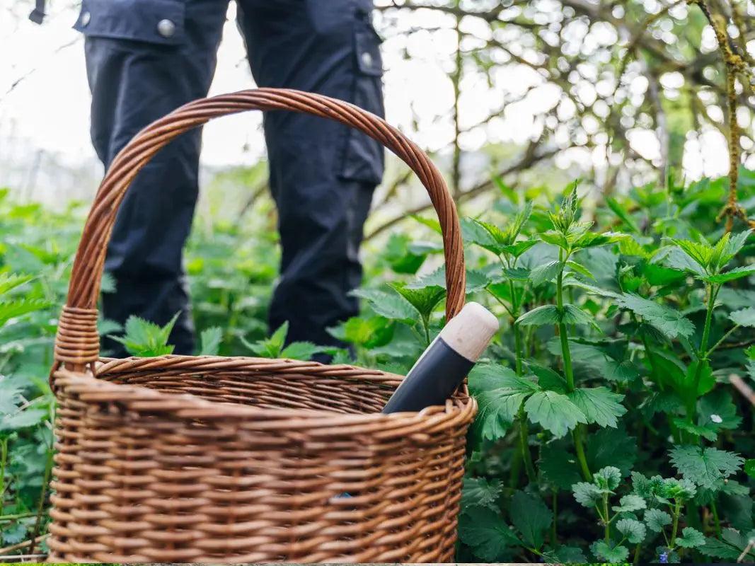 Eine Person steht mit einem Korb und einem Messer im Grünen der Eifel und sucht wahrscheinlich auf einem Kräuterspaziergang von Wohllebens Waldakademie nach Wildpflanzen.