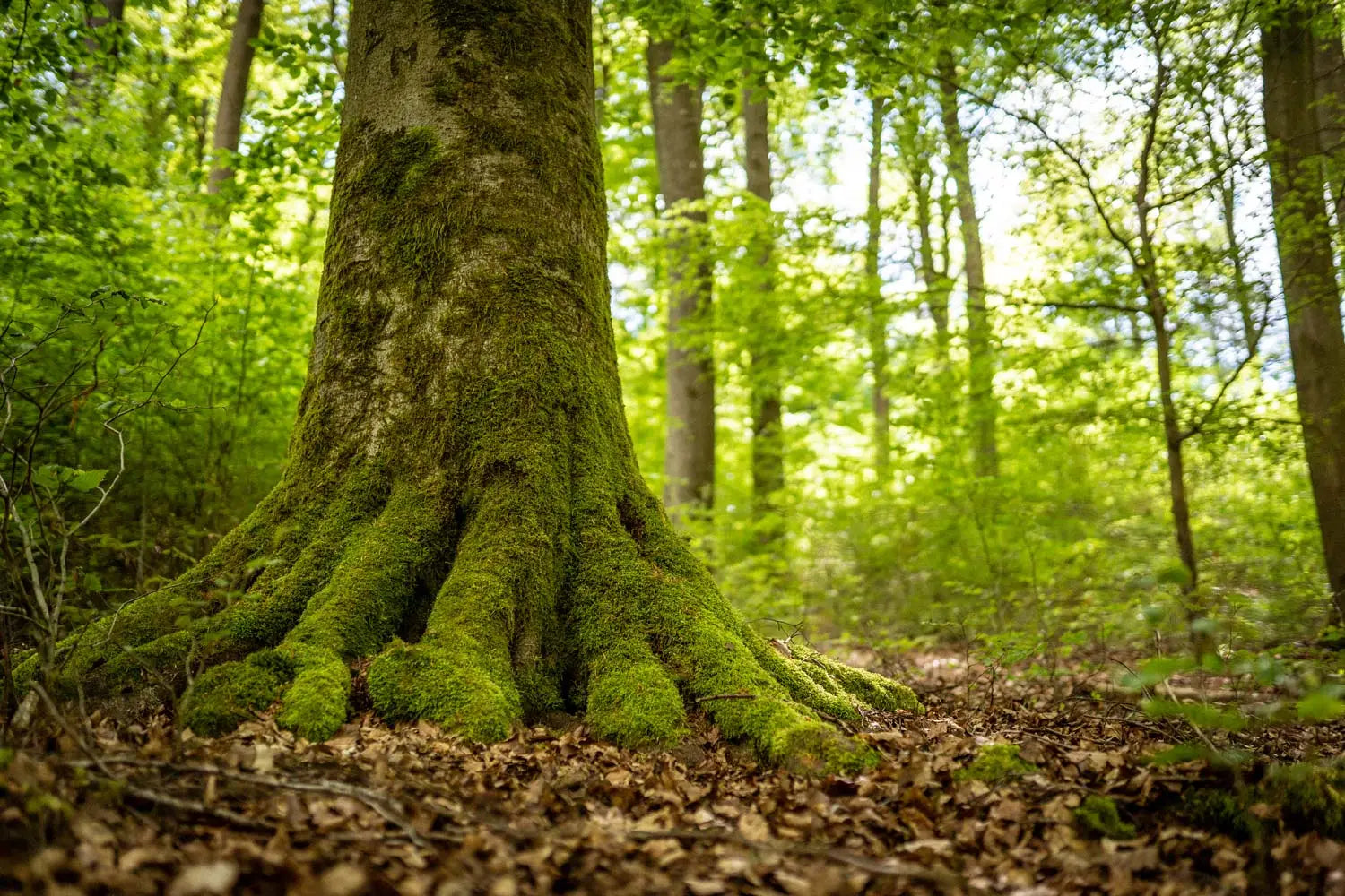Nahaufnahme von moosbewachsenem Baumstamm und Wurzeln in einem sonnenbeschienenen grünen Wald, Teil des Wohllebens Waldakademie Buchengiganten UrwaldProjekts.