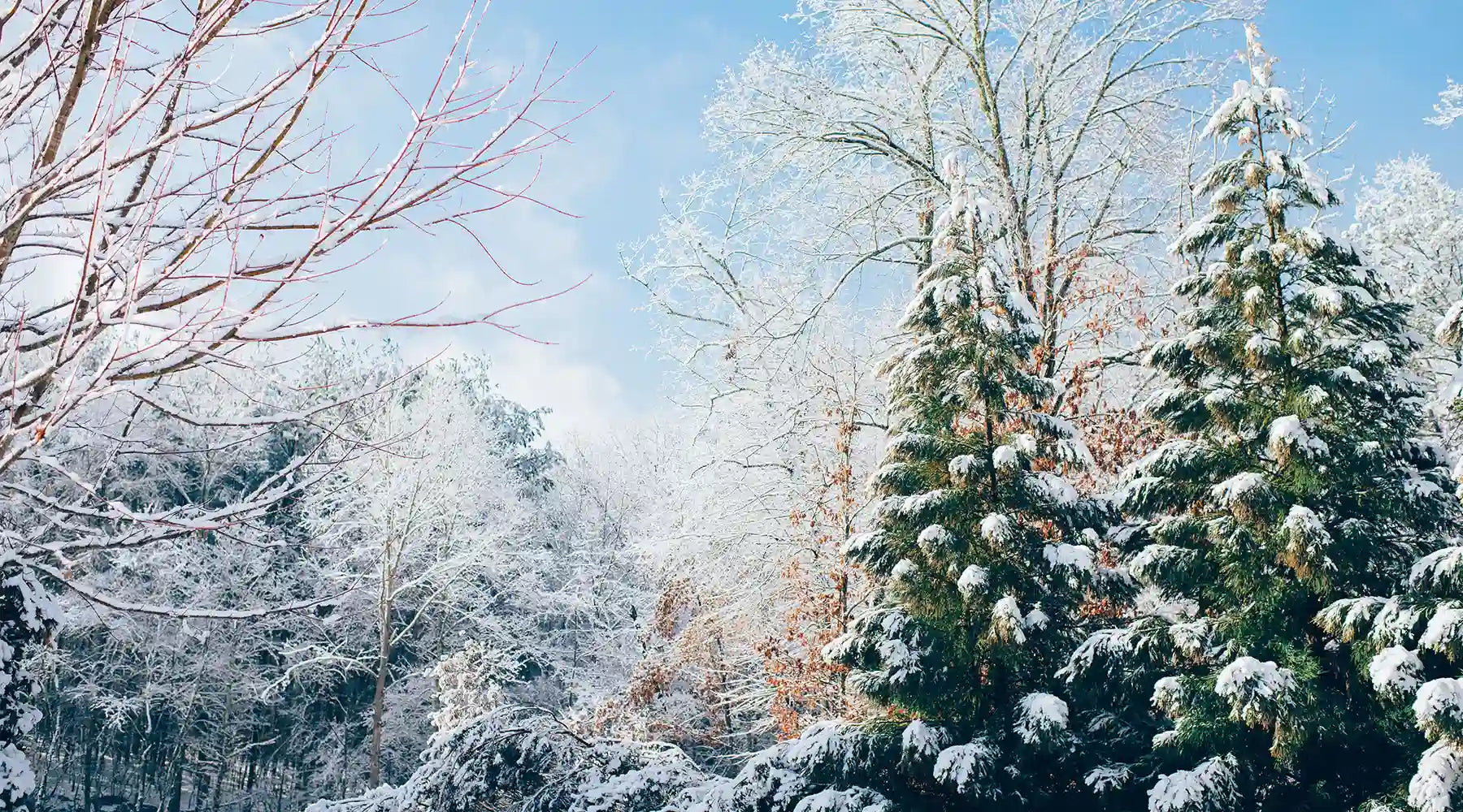 Bäume im Winterschlaf