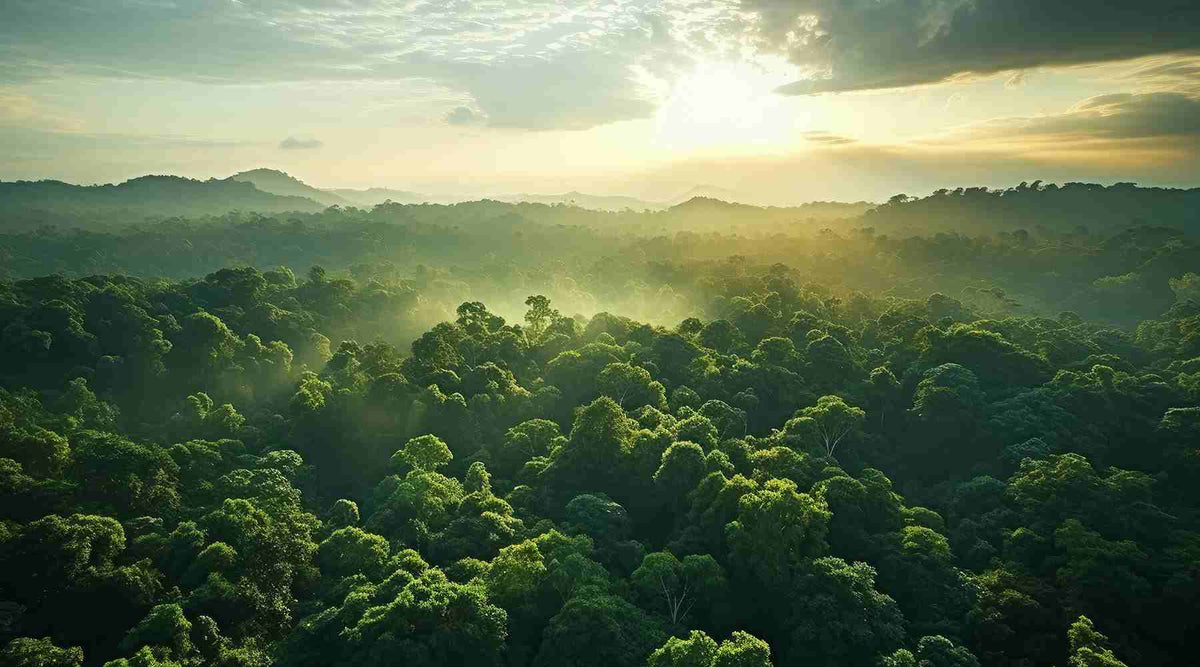 New estimate of the number of tree species on Earth