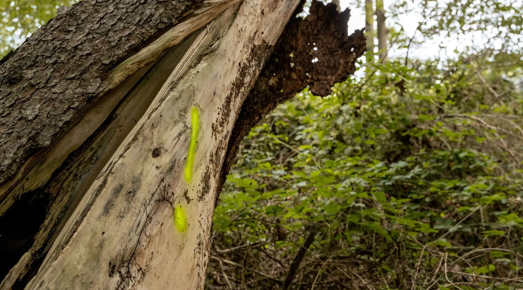 Baummarkierungen: Ihre Bedeutung im Wald verstehen