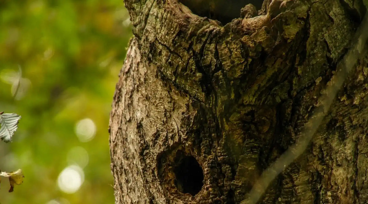 Biotope tree mapping in the primeval forest project