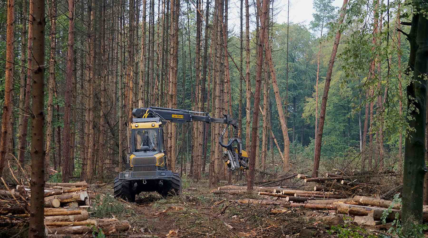 Bodenverdichtung ist große Gefahr für unsere Laubwälder