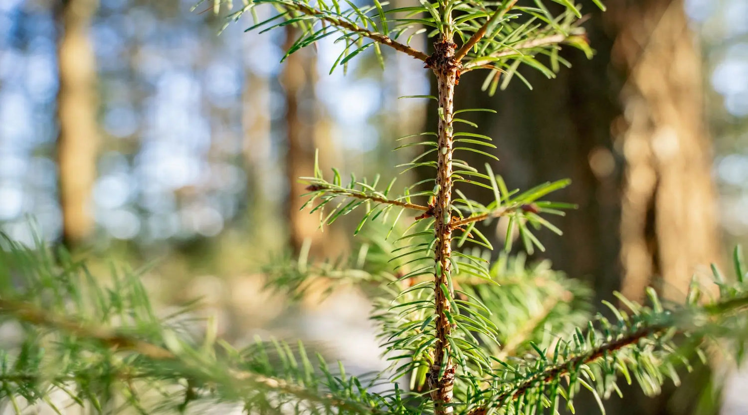 Niemand mag die Douglasie – warum wir für den Naturschutz Bäume fällen