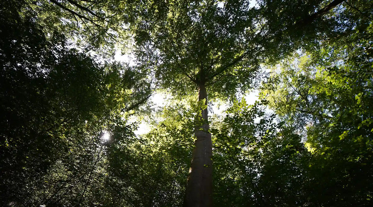 Nature and species conservation: What is a FFH area?
