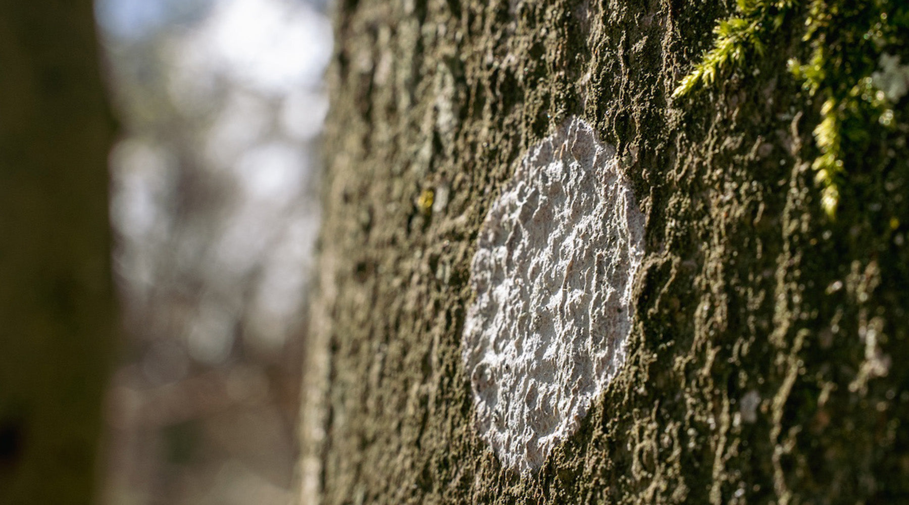 Weiße Flecken an Bäumen – sind sie schädlich?