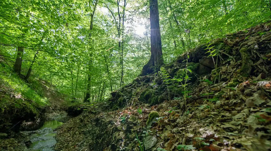 Grundwasser – wie uns der Wald mit Wasser versorgt