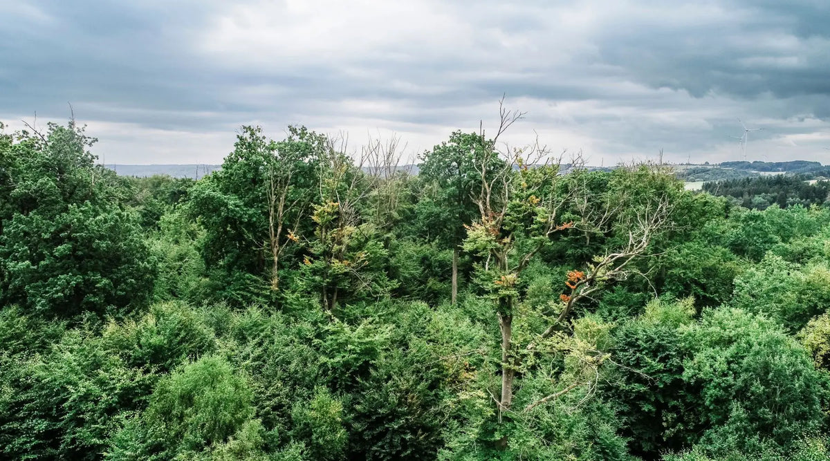 Hitzestress im Wald: Warum forstwirtschaftliche Methoden unsere Wälder im Klimawandel zusätzlich belasten