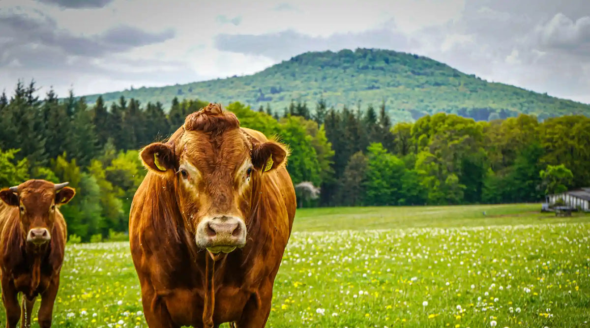 What impact does a vegan diet have on the forest and the climate?