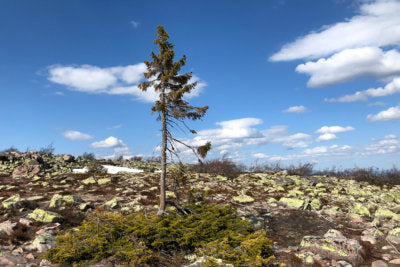 Old Tjikko: Der älteste Baum der Welt