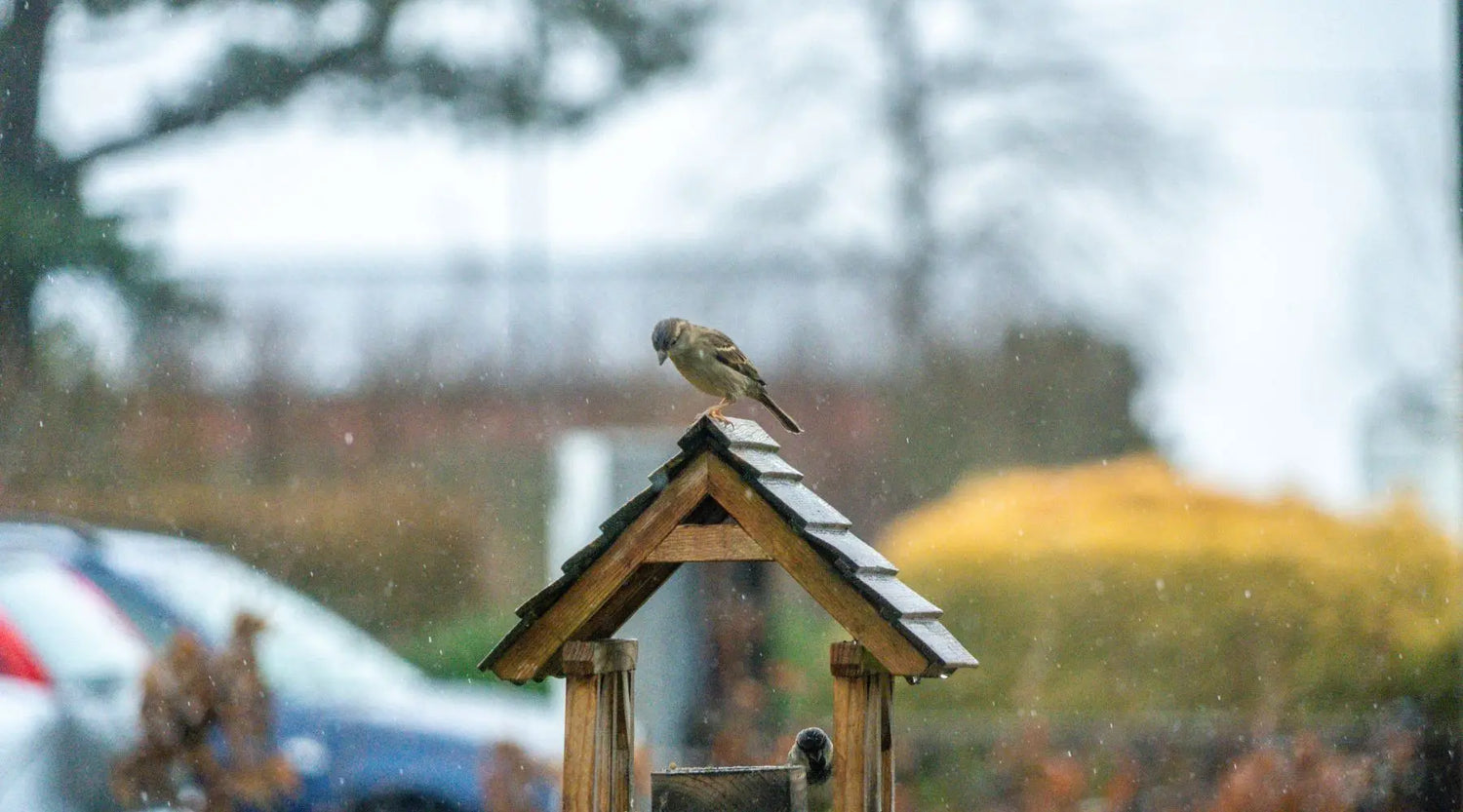 Vögel auch im Sommer füttern? Warum ganzjährige Vogelfütterung sinnvoll ist