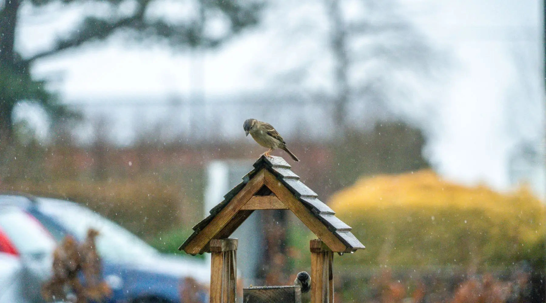 Vögel auch im Sommer füttern? Warum ganzjährige Vogelfütterung sinnvoll ist