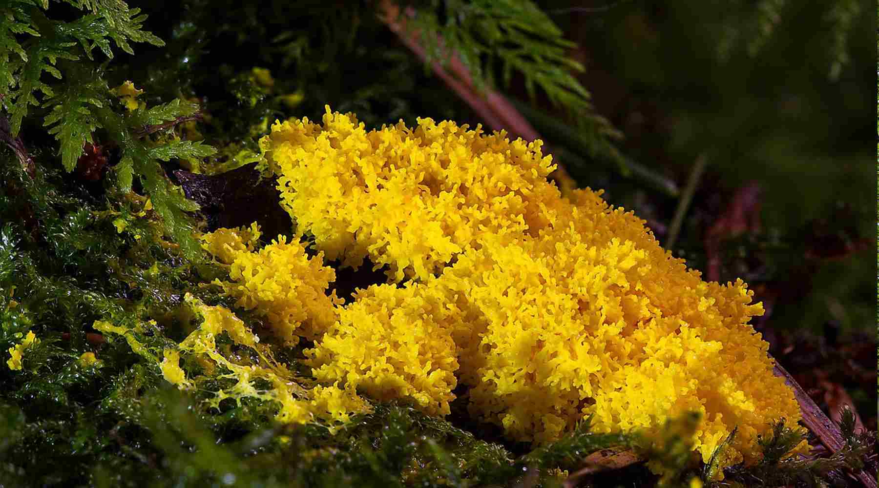 Schleimpilz: Was wir von ihm lernen können