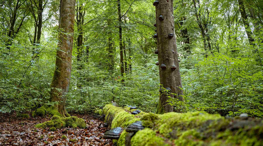 Totholz im Wald – Lebensraum & Lebensgrundlage