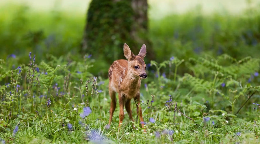 Braucht der Wald die Jagd?