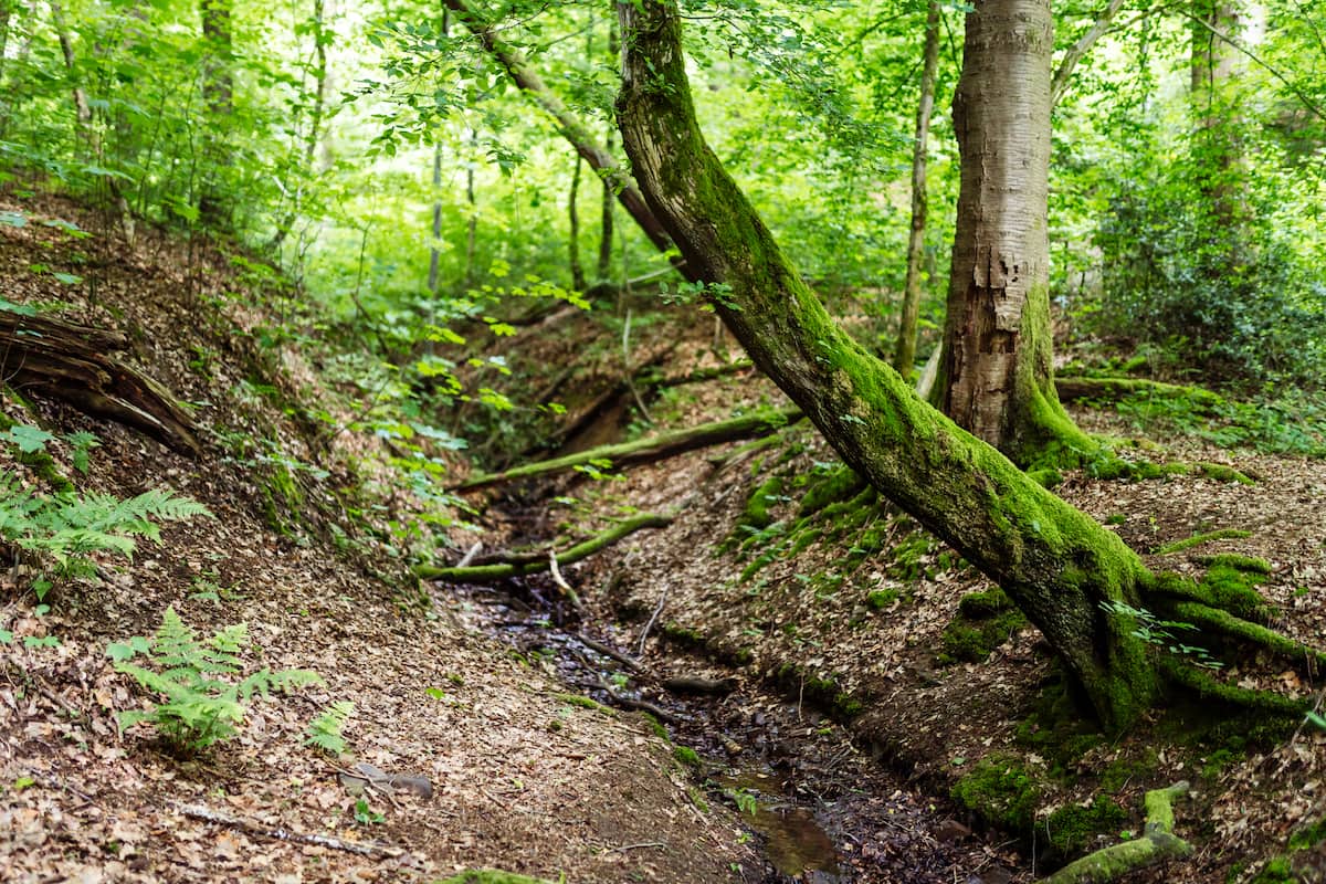 Wildnisjuwel Lohmar