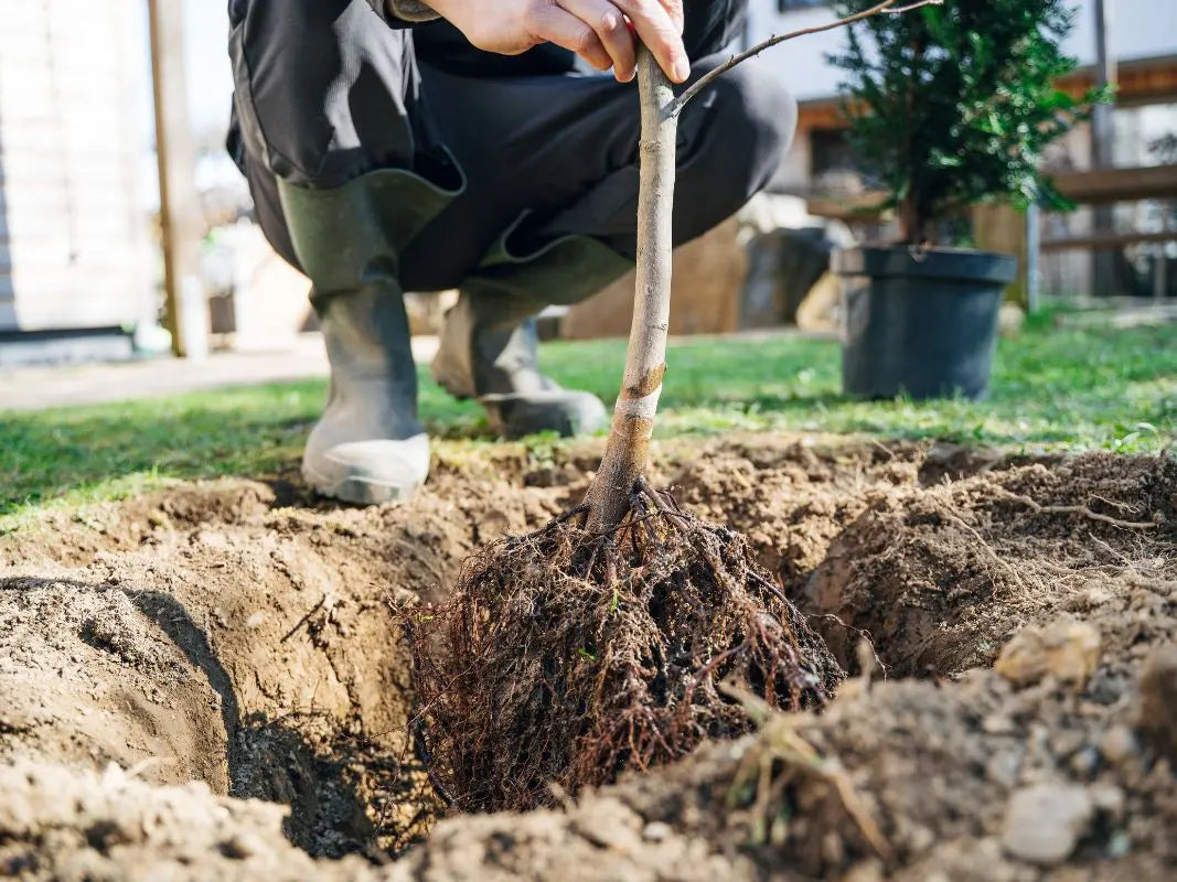 Webinar – Bäume pflanzen kompakt