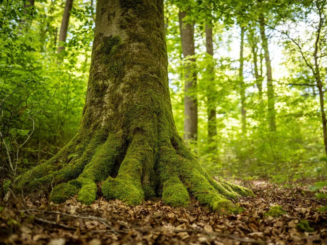 Ein majestätischer Baumriesenstamm mit moosbewachsenen Wurzeln steht im üppigen Wald der Vulkaneifel, das Sonnenlicht dringt durch das Blätterdach - eine bezaubernde Szene aus Wohllebens Waldakademie.