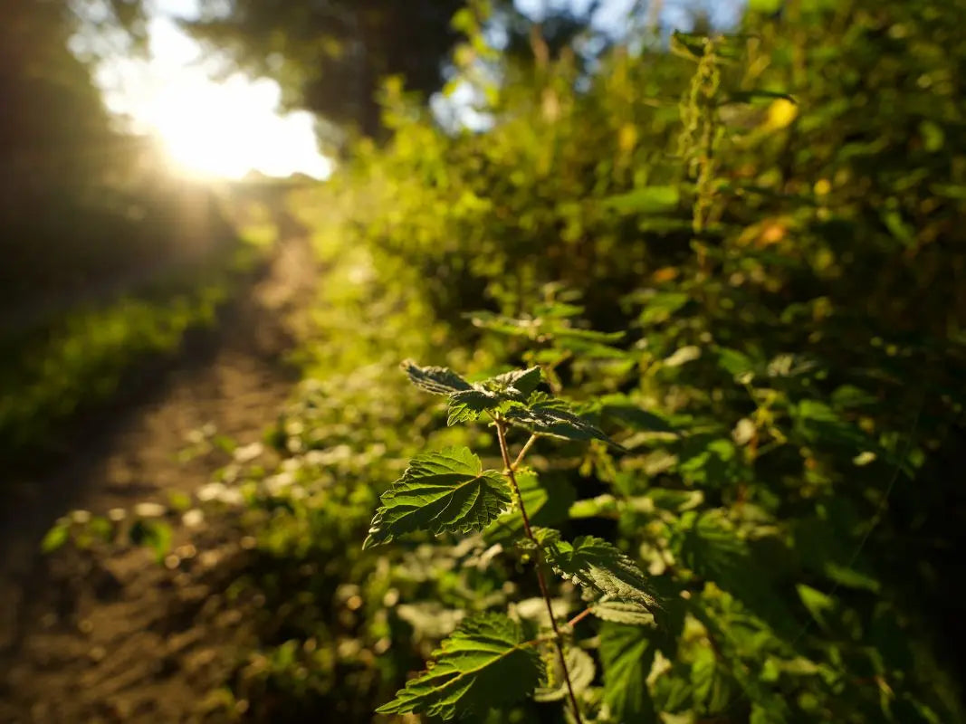 Erlebniswanderung Goldene Stunden 