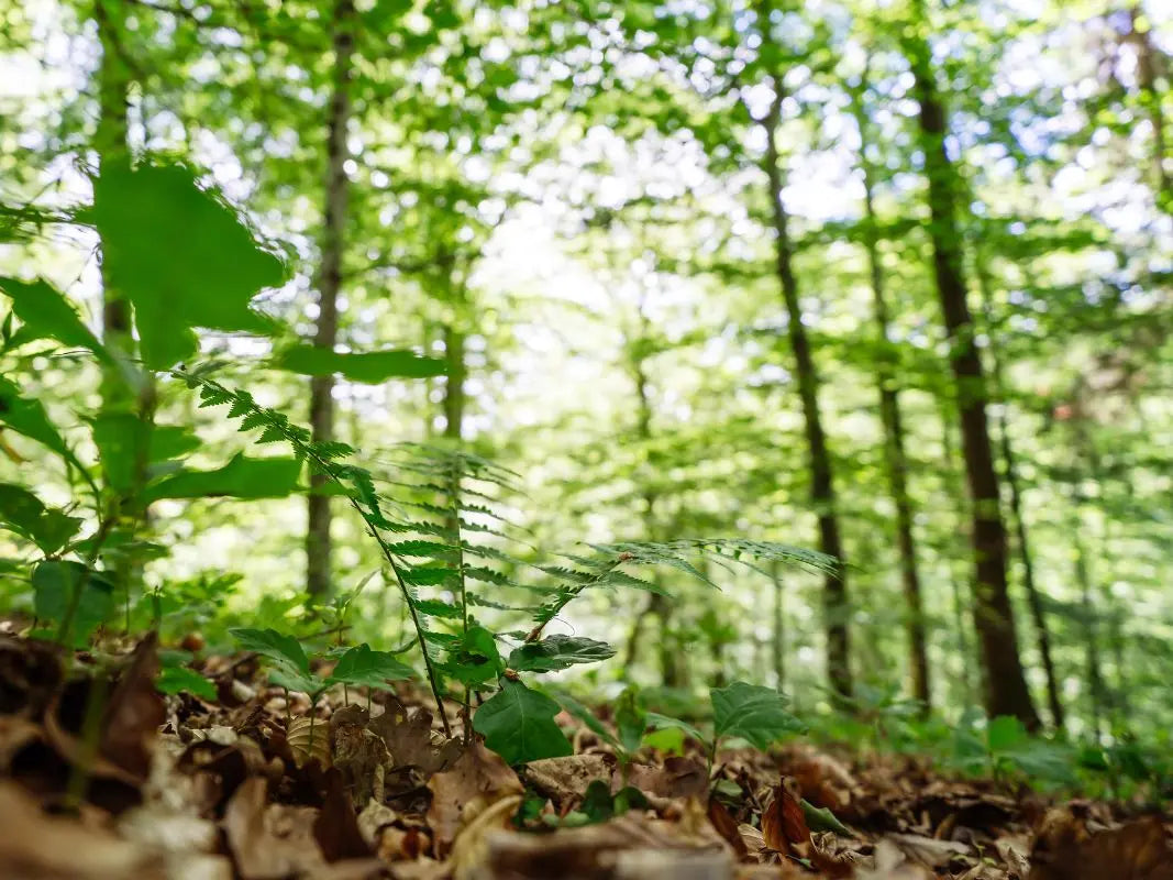 Die wunderbare Welt der Farnpflanzen