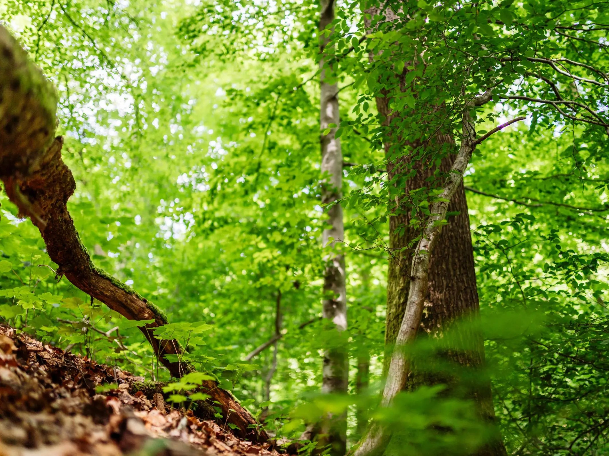 UrwaldProjekt Wanderung