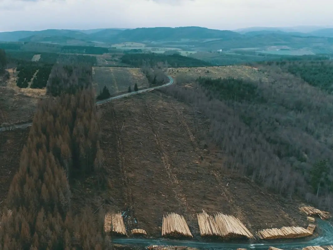 Tages-Workshop: Wald im Klimawandel