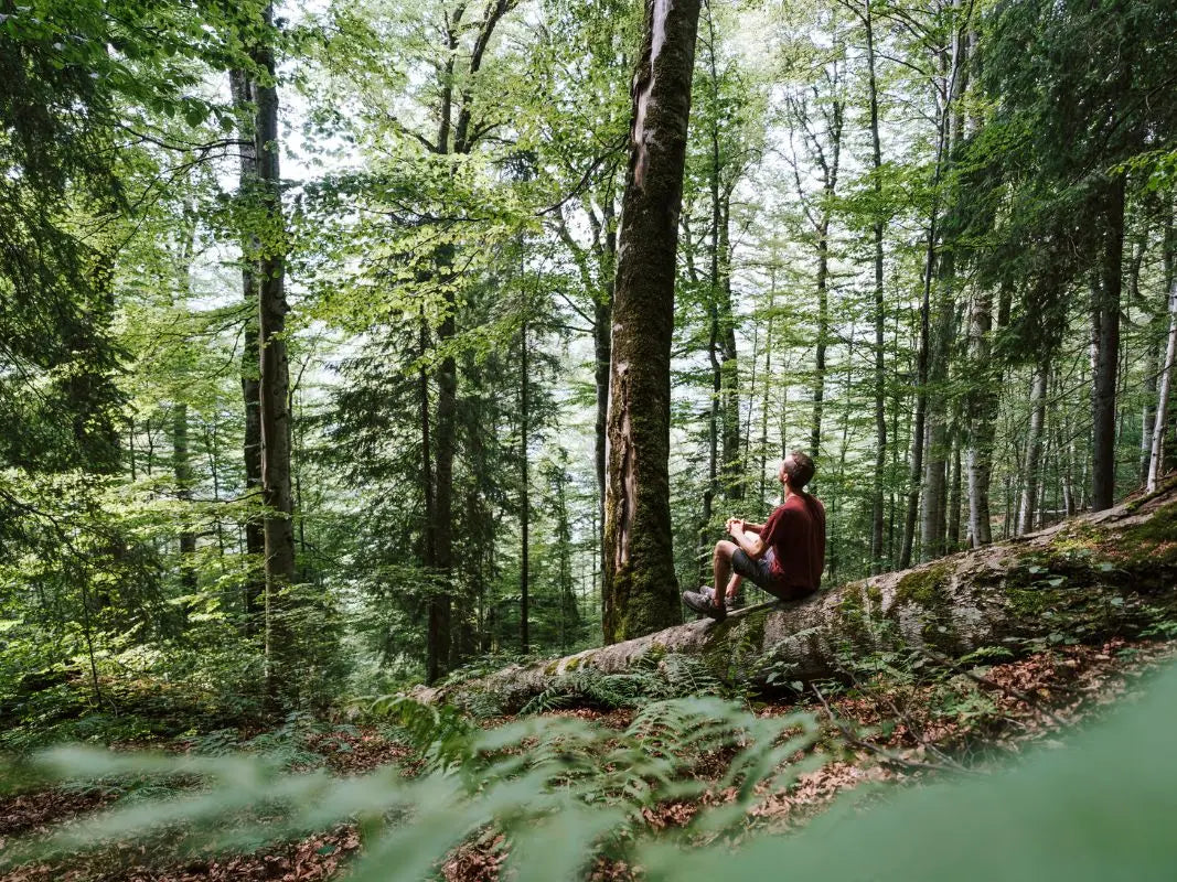 Tages-Workshop: Wald im Klimawandel