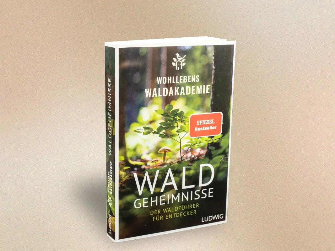 Forest Secrets – The Forest Guide for Explorers